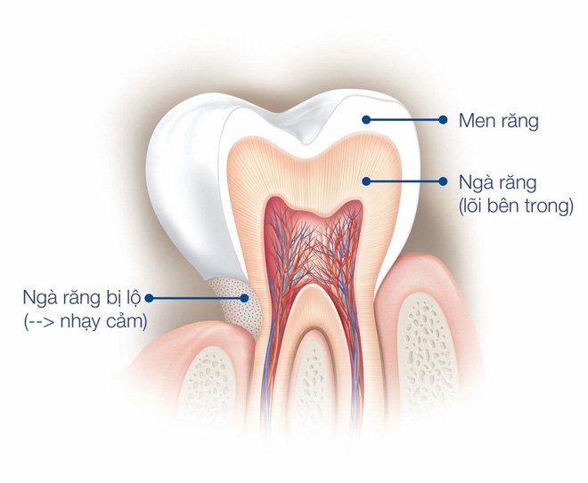 Tại sao men răng dễ bị hư tổn? Nha Khoa Cần Thơ